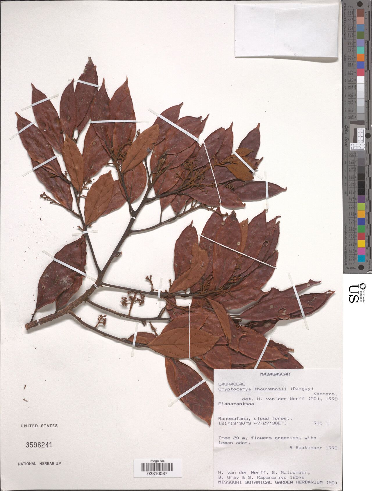 Cryptocarya thouvenotii — houseplant care guide