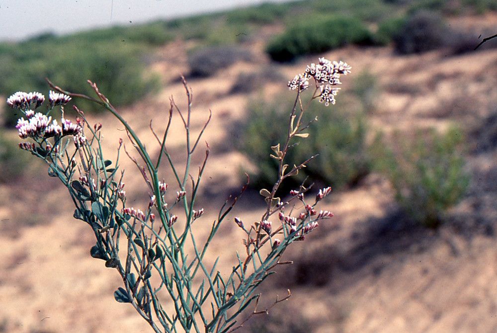 Limonium fallax habit