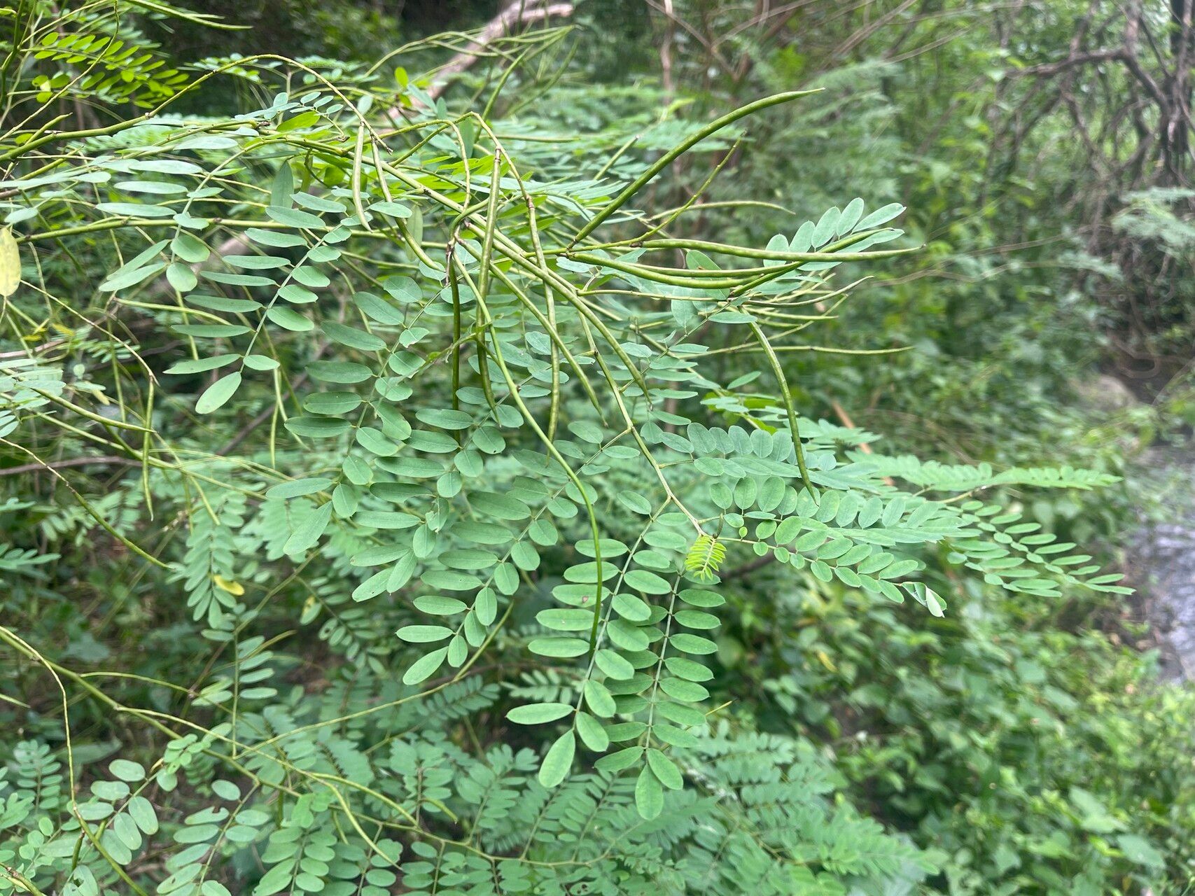 Indigofera galegoides — search result for 'Indigofera'