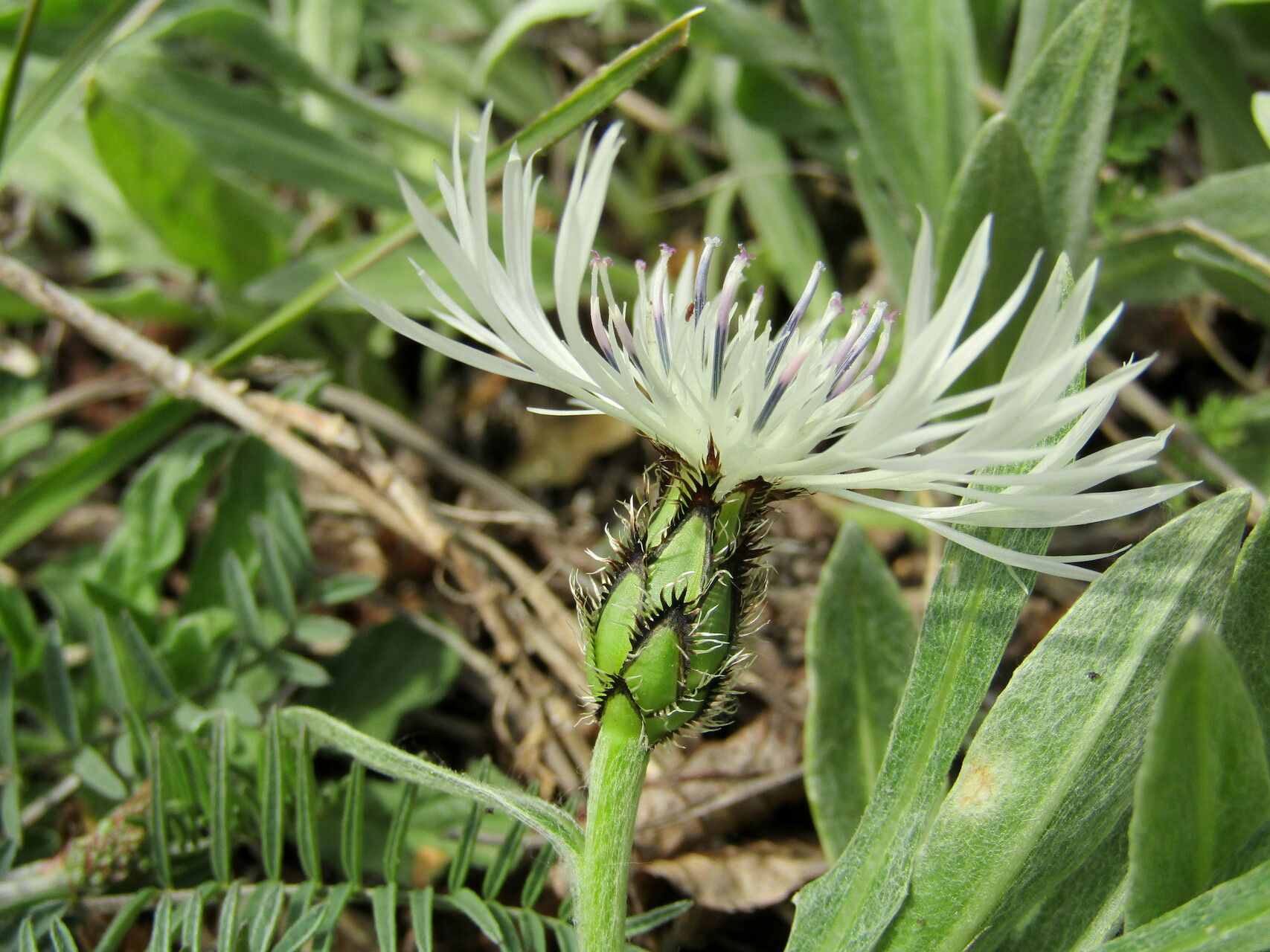 Centaurea thirkei flower