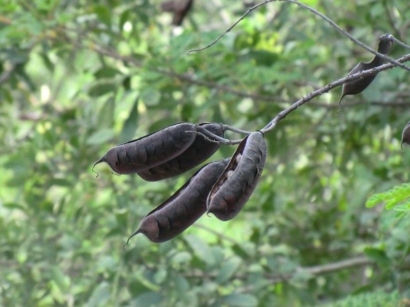 Caesalpinia decapetala fruit