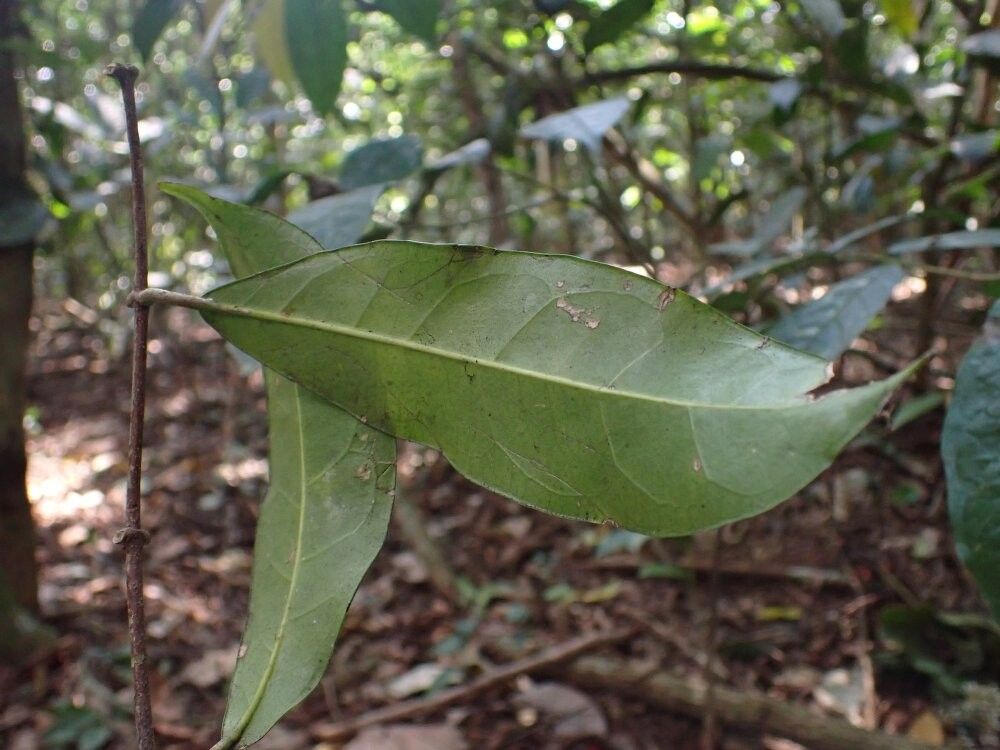 Landolphia congolensis — related species from the same genus