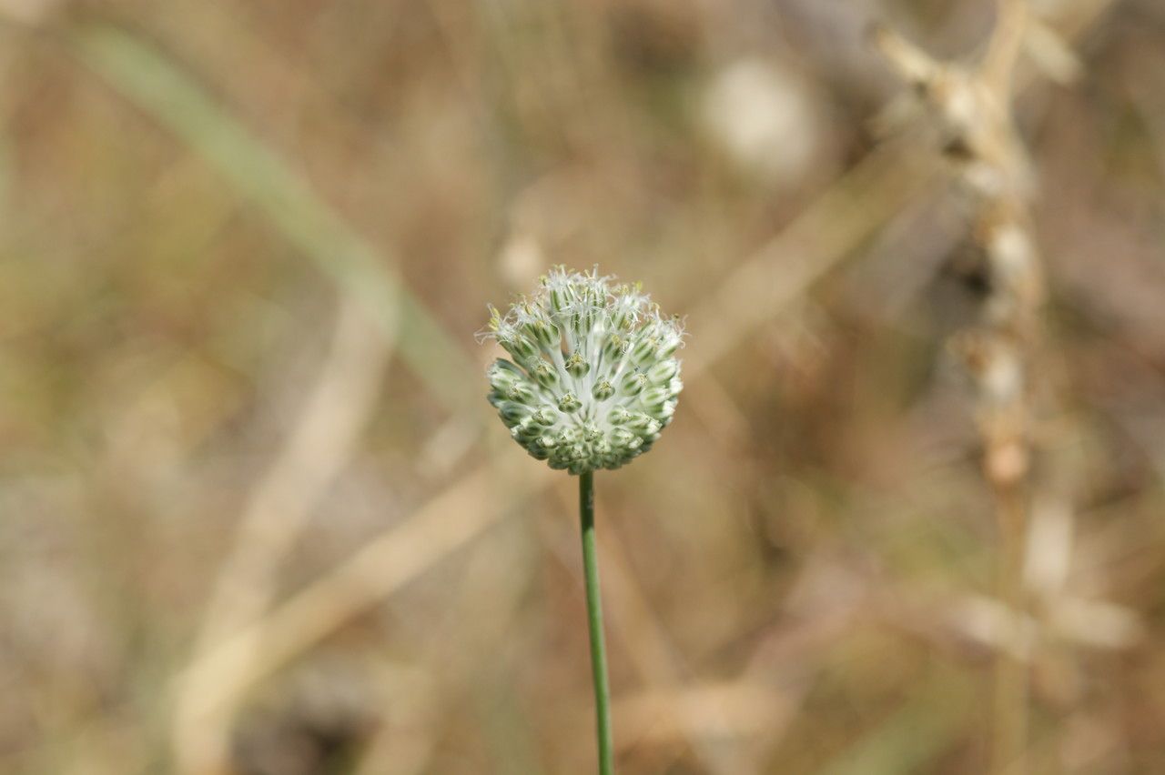Allium chamaespathum — houseplant care guide