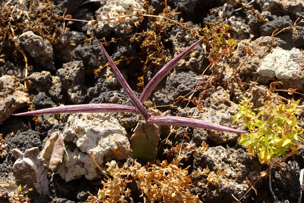 Caralluma burchardii other