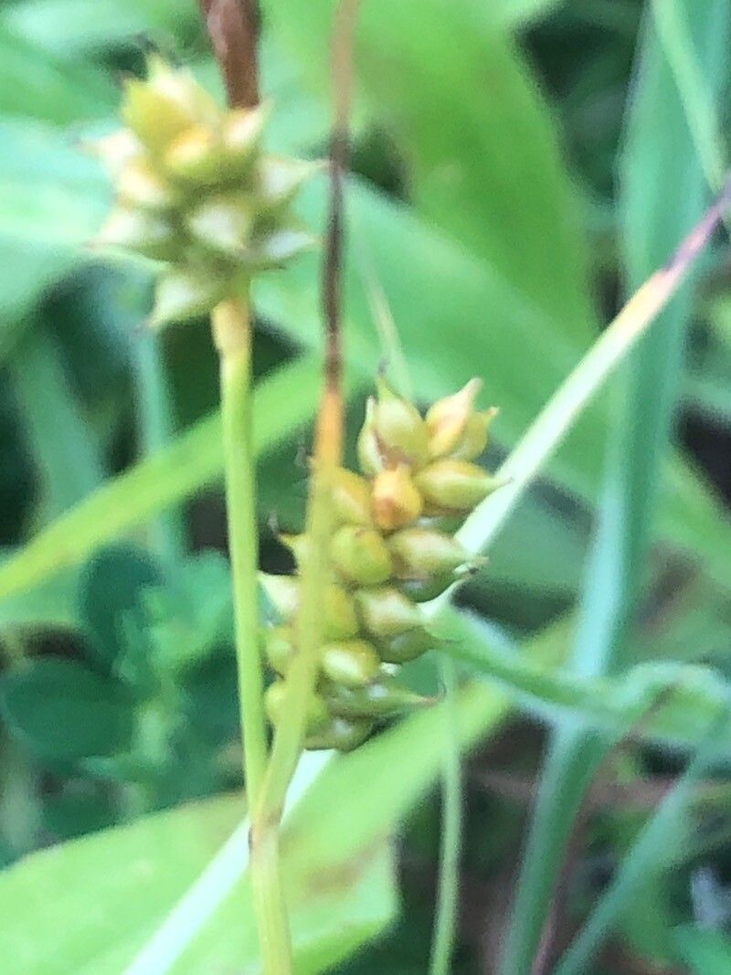 Carex punctata fruit