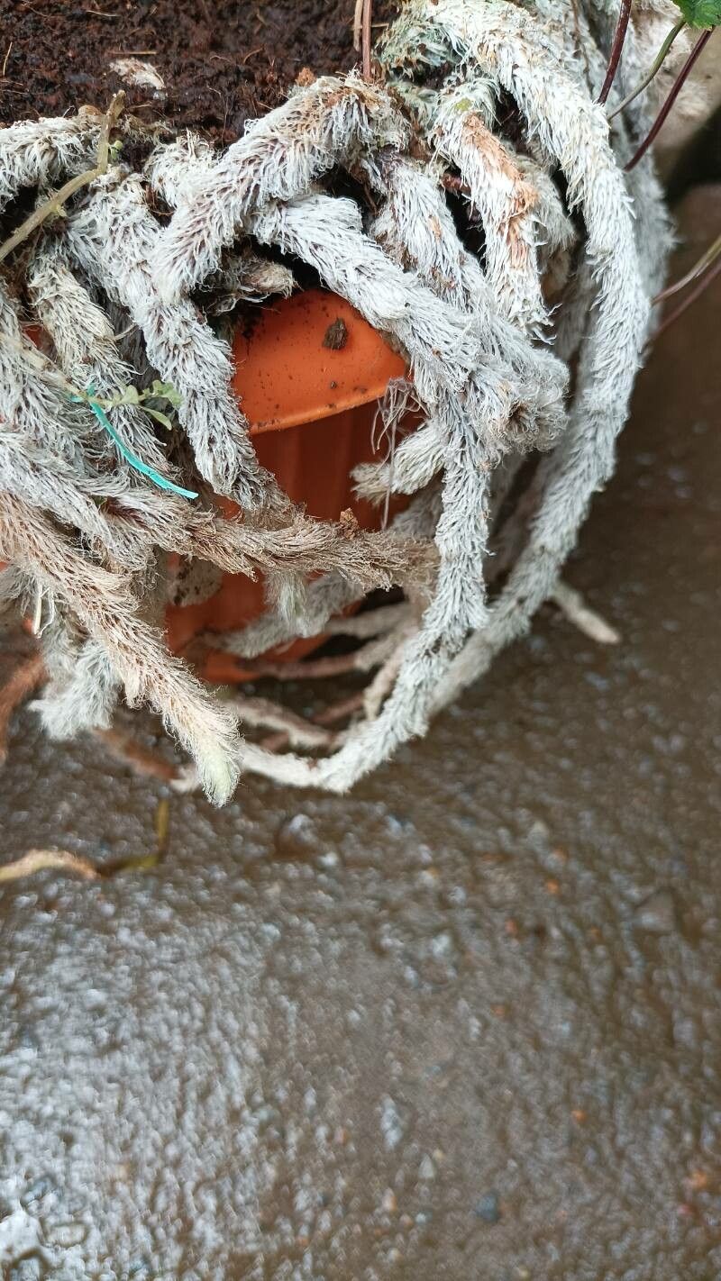 Davallia teyermannii — search result for 'Davallia'