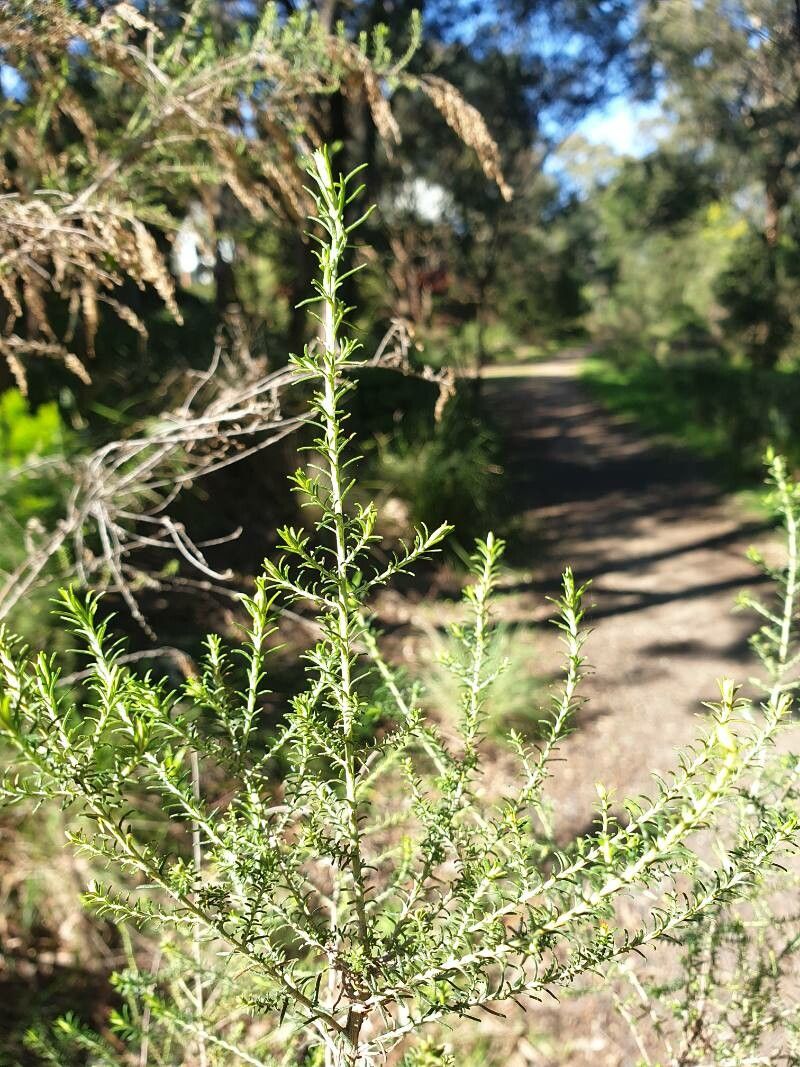 Cassinia arcuata flower