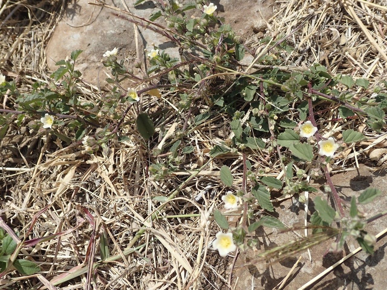 Sida schimperiana habit