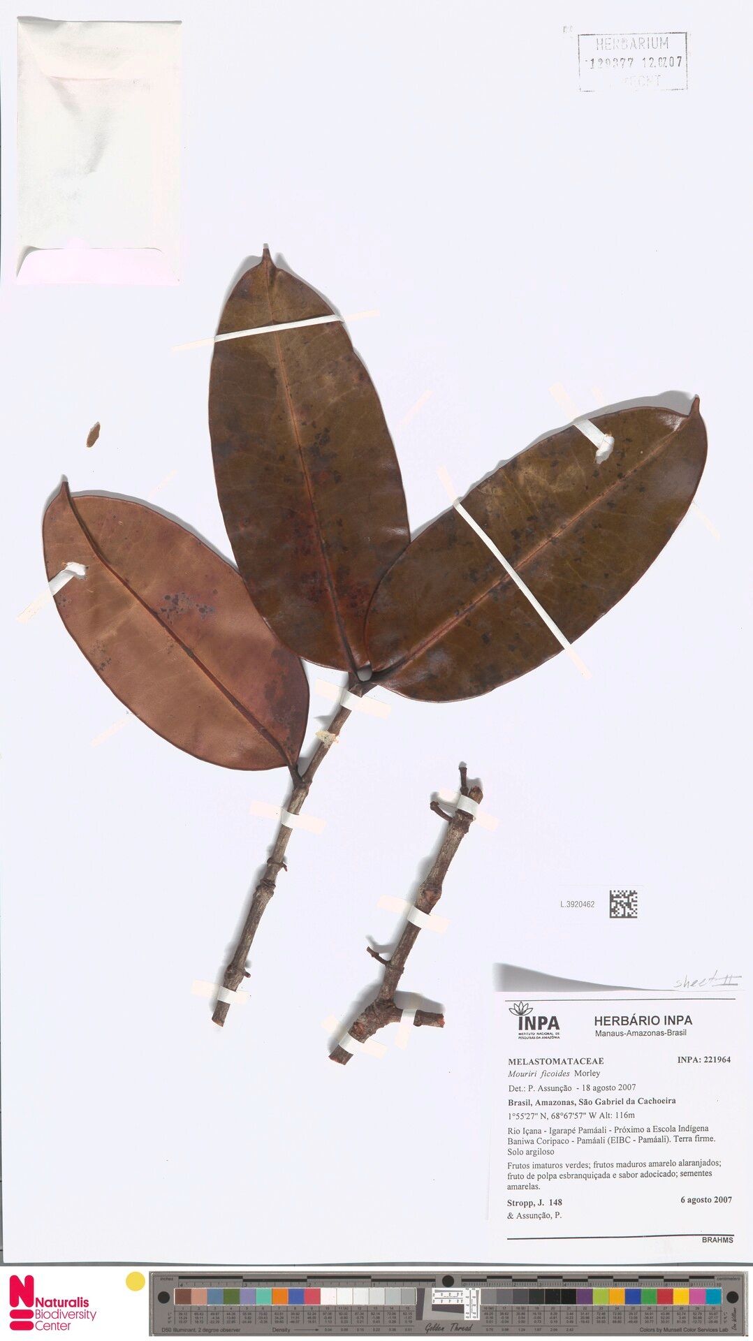 Mouriri ficoides — search result for 'Mouriri'