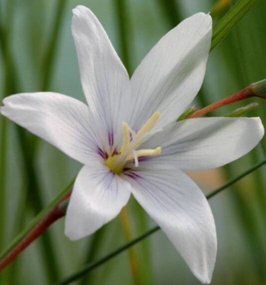 Gladiolus quadrangulus — houseplant care guide
