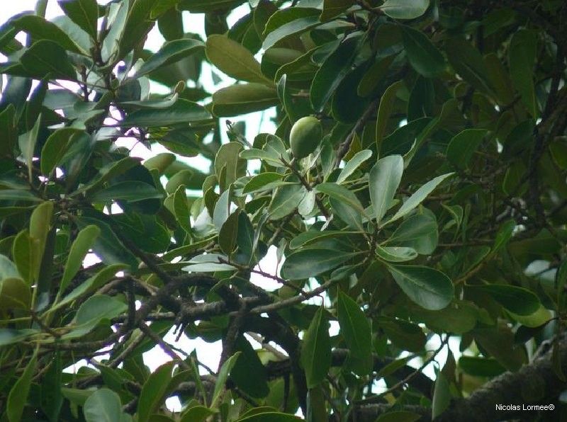 Planchonella lifuana habit