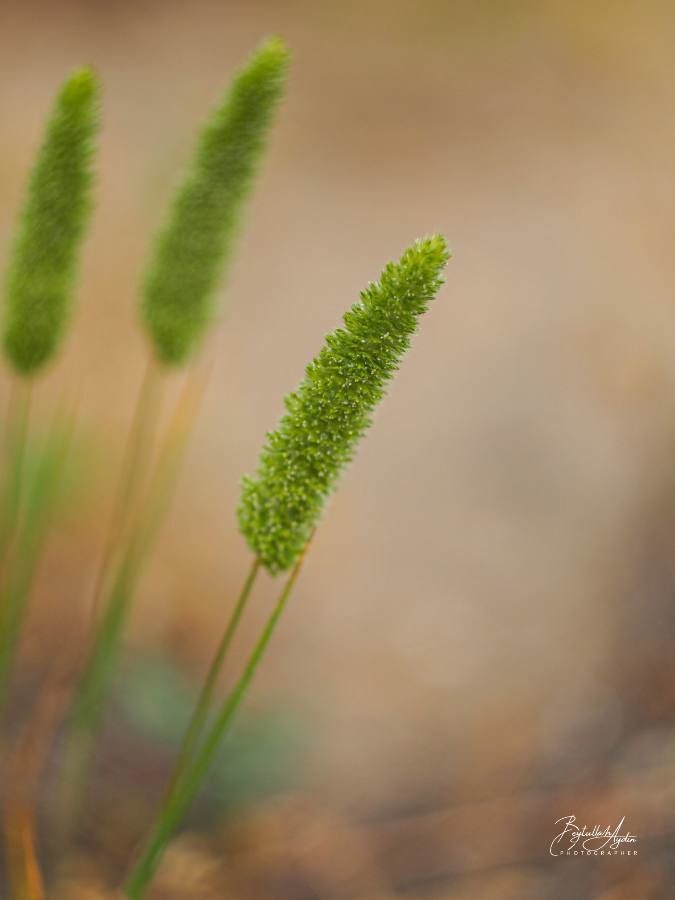 Rostraria cristata flower