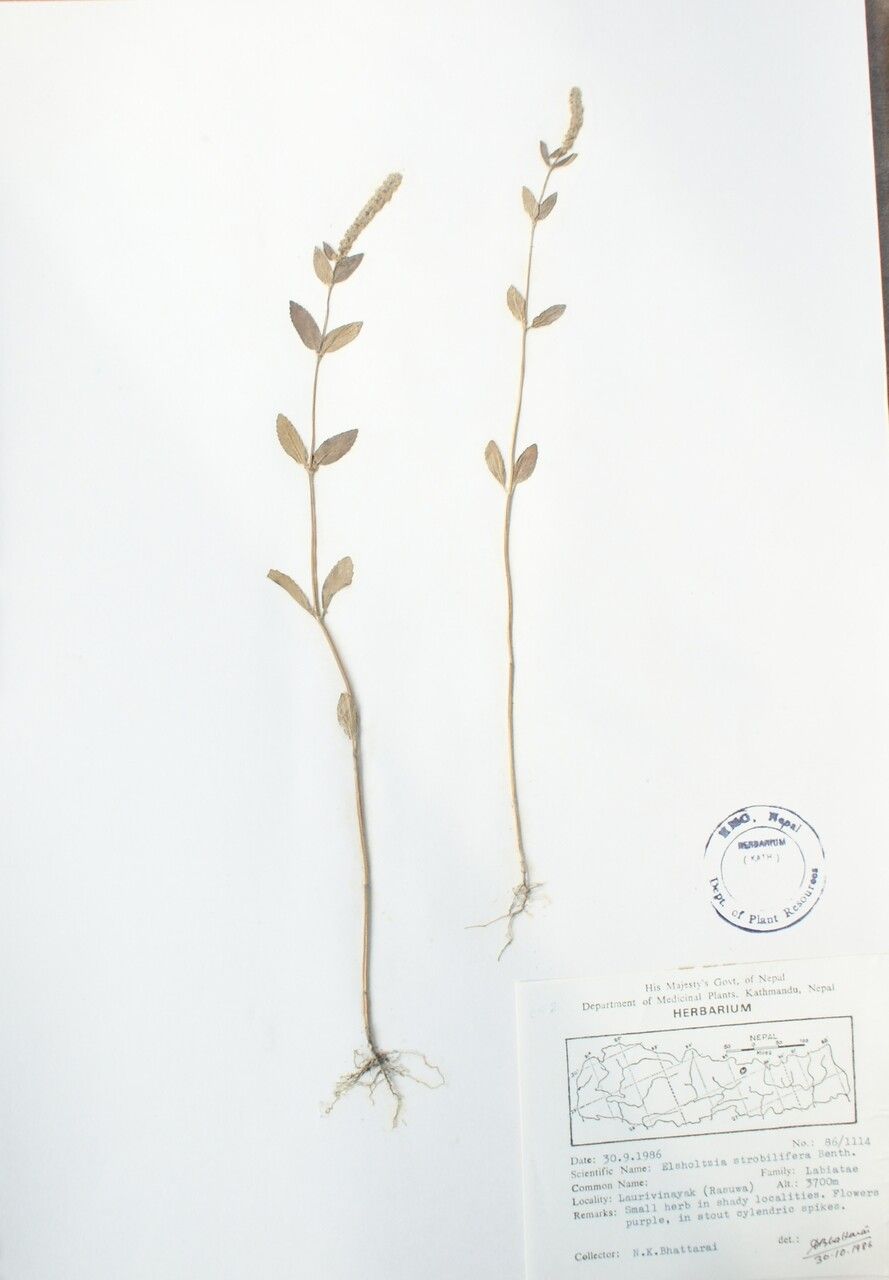 Elsholtzia densa other