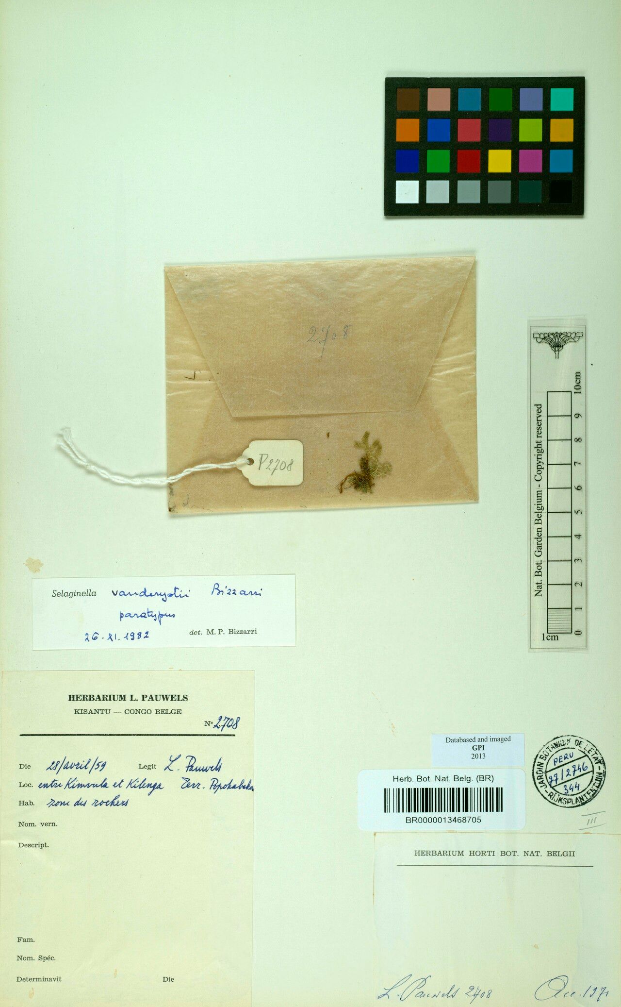 Selaginella vanderystii — houseplant care guide