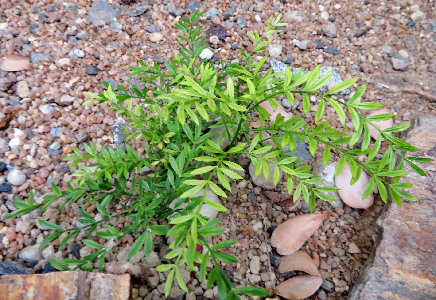 Asparagus simulans habit