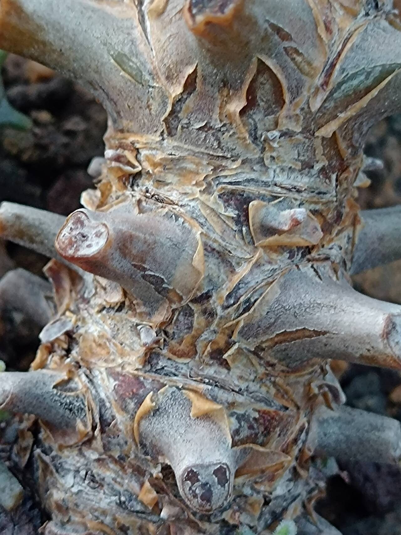 Tylecodon racemosus bark