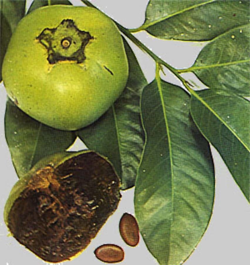 Diospyros nigra fruit