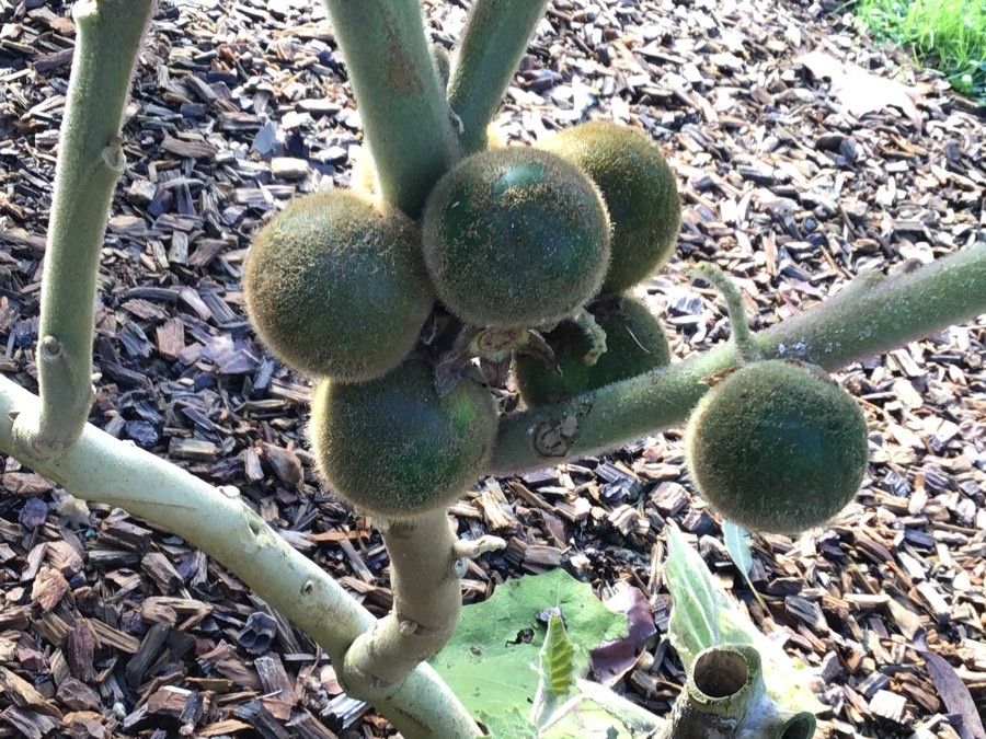 Solanum quitoense fruit