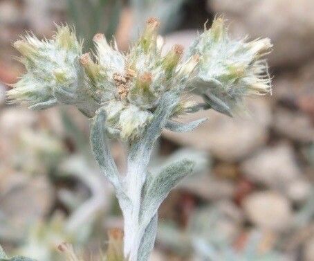 Filago lutescens flower