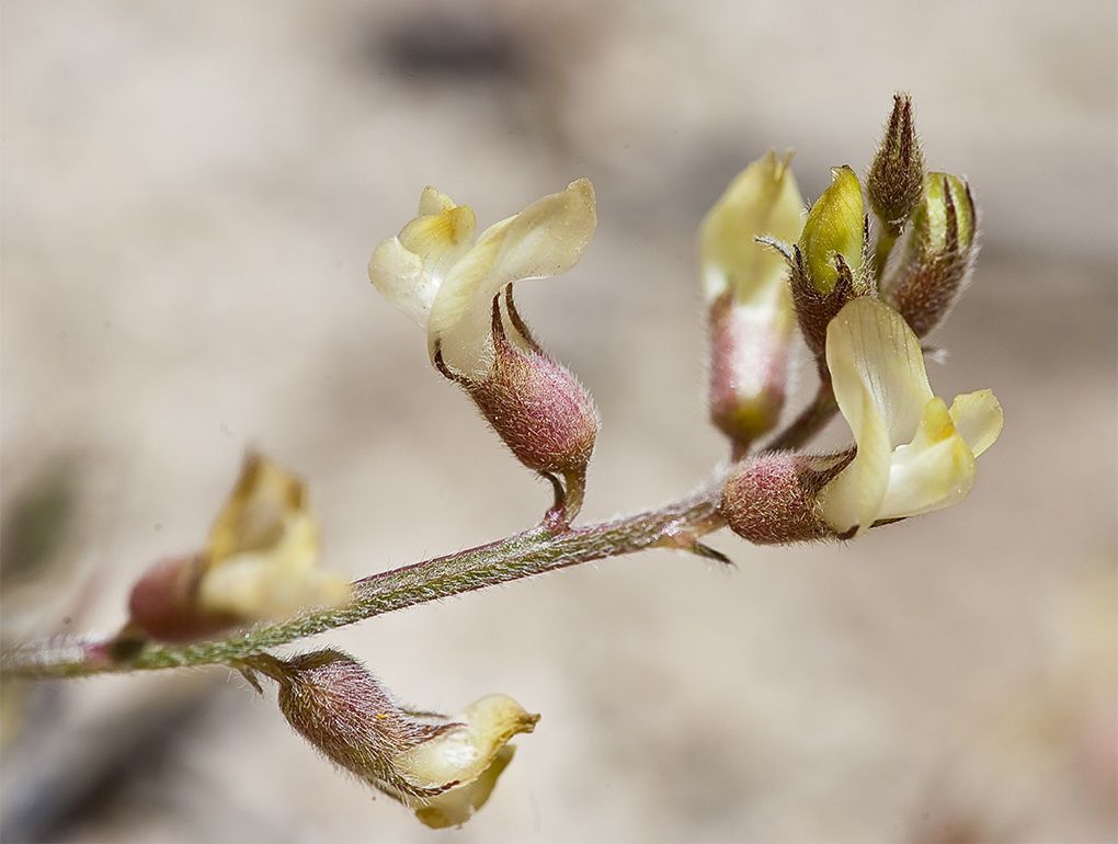 Astragalus shevockii — houseplant care guide