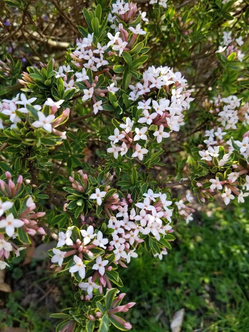Daphne alpina flower