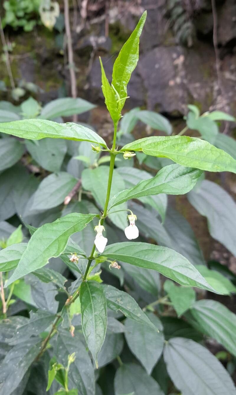 Hybanthus bigibbosus habit