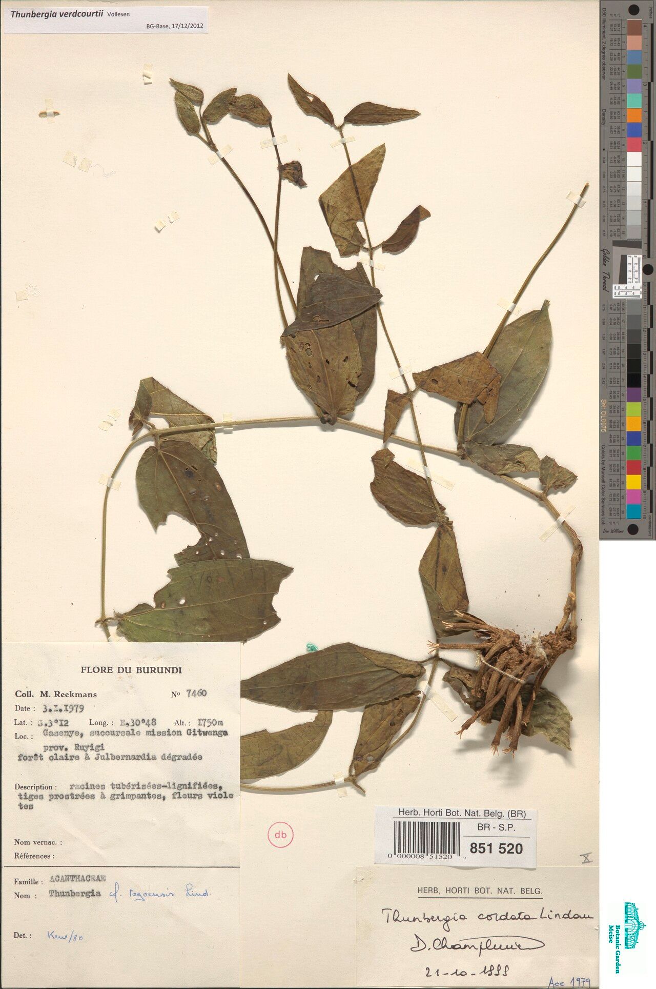 Thunbergia verdcourtii — search result for 'Thunbergia'