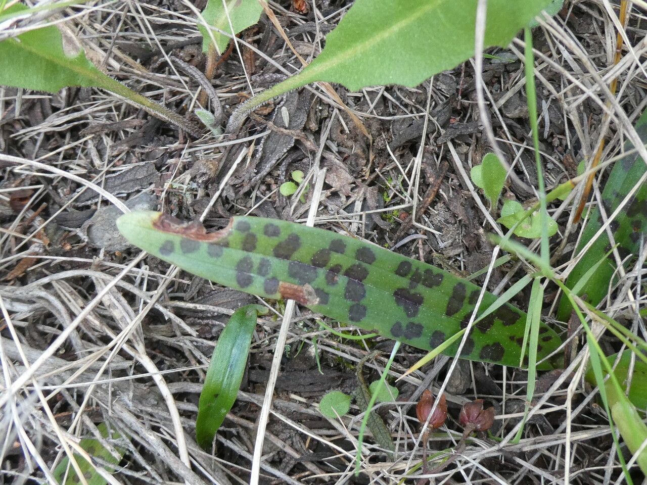 Orchis provincialis — search result for 'Orchis'