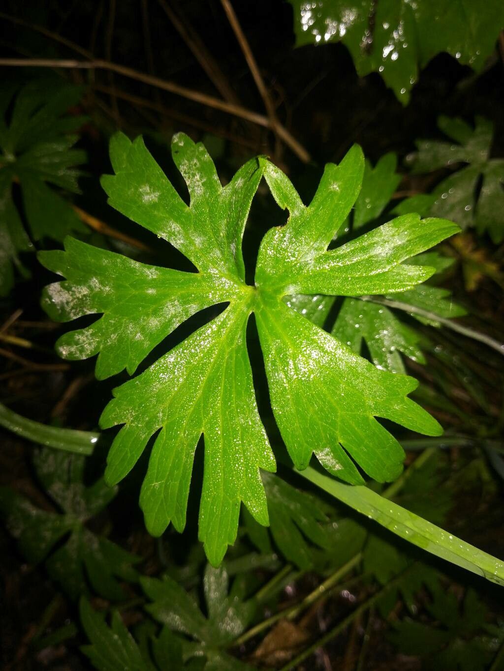 Ranunculus carinthiacus — houseplant care guide