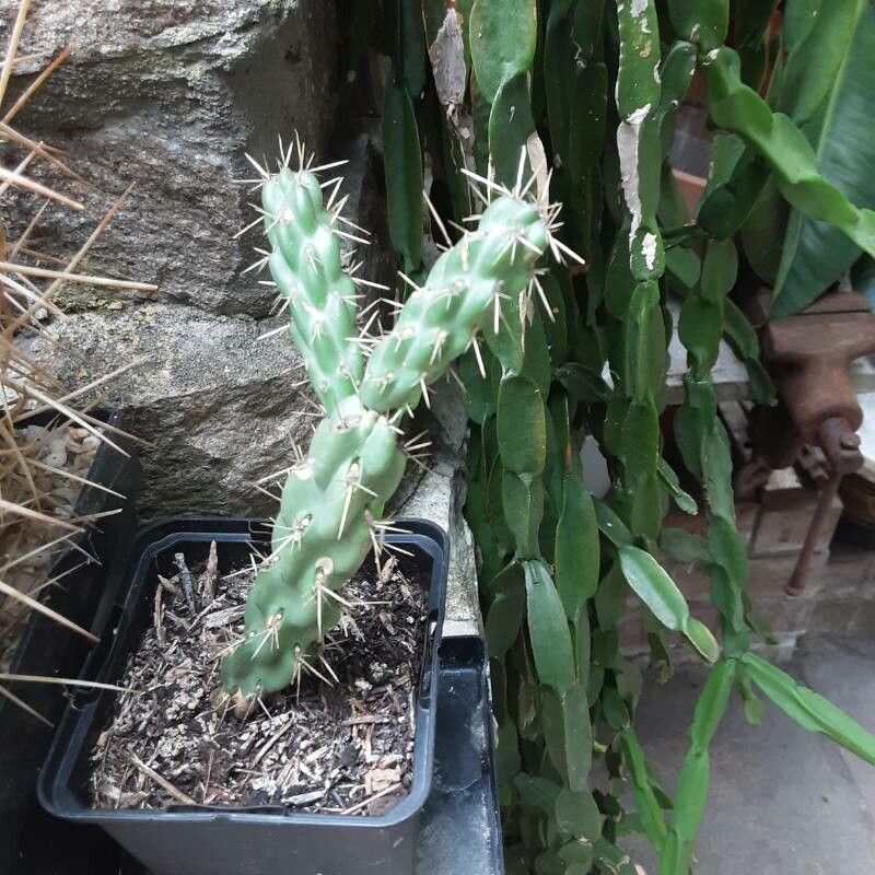 Opuntia imbricata leaf