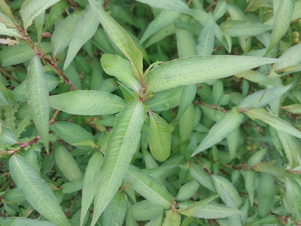 Polygonum odoratum — houseplant care guide