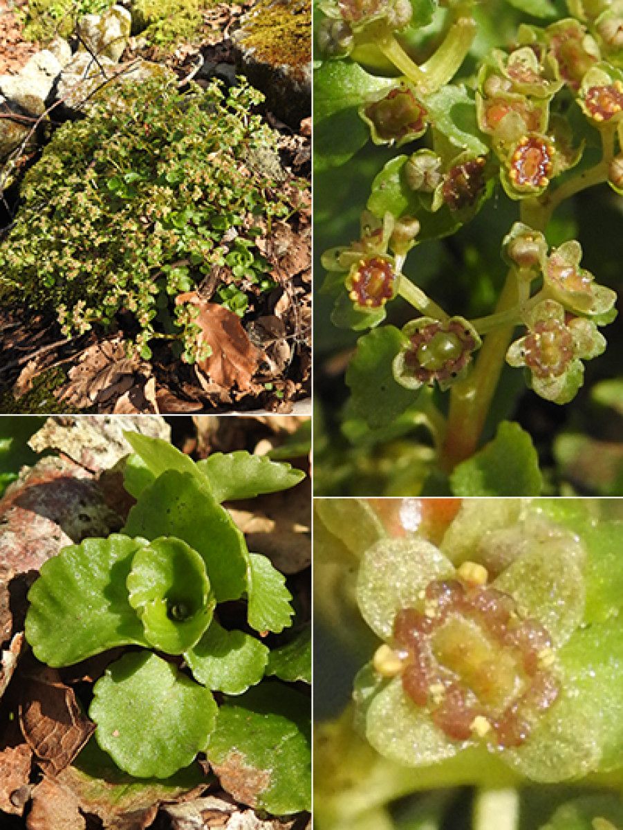 Chrysosplenium dubium — related species from the same genus
