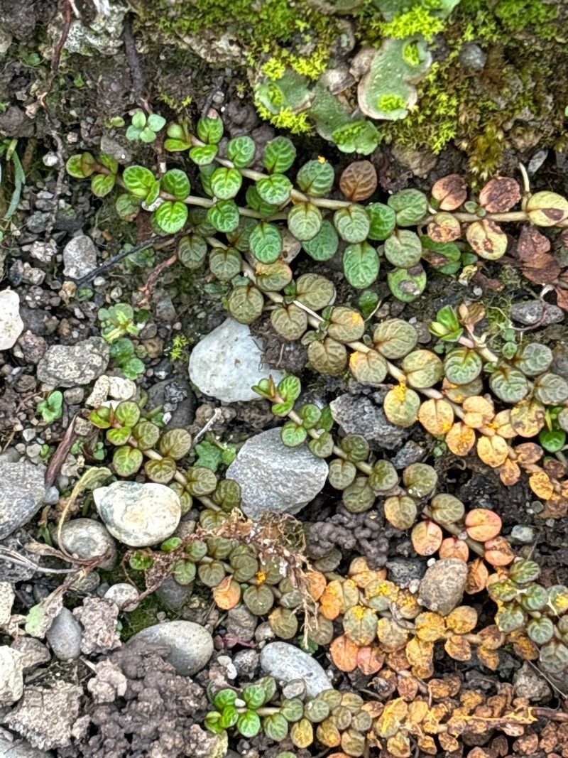 Epilobium komarovianum — search result for 'Epilobium'