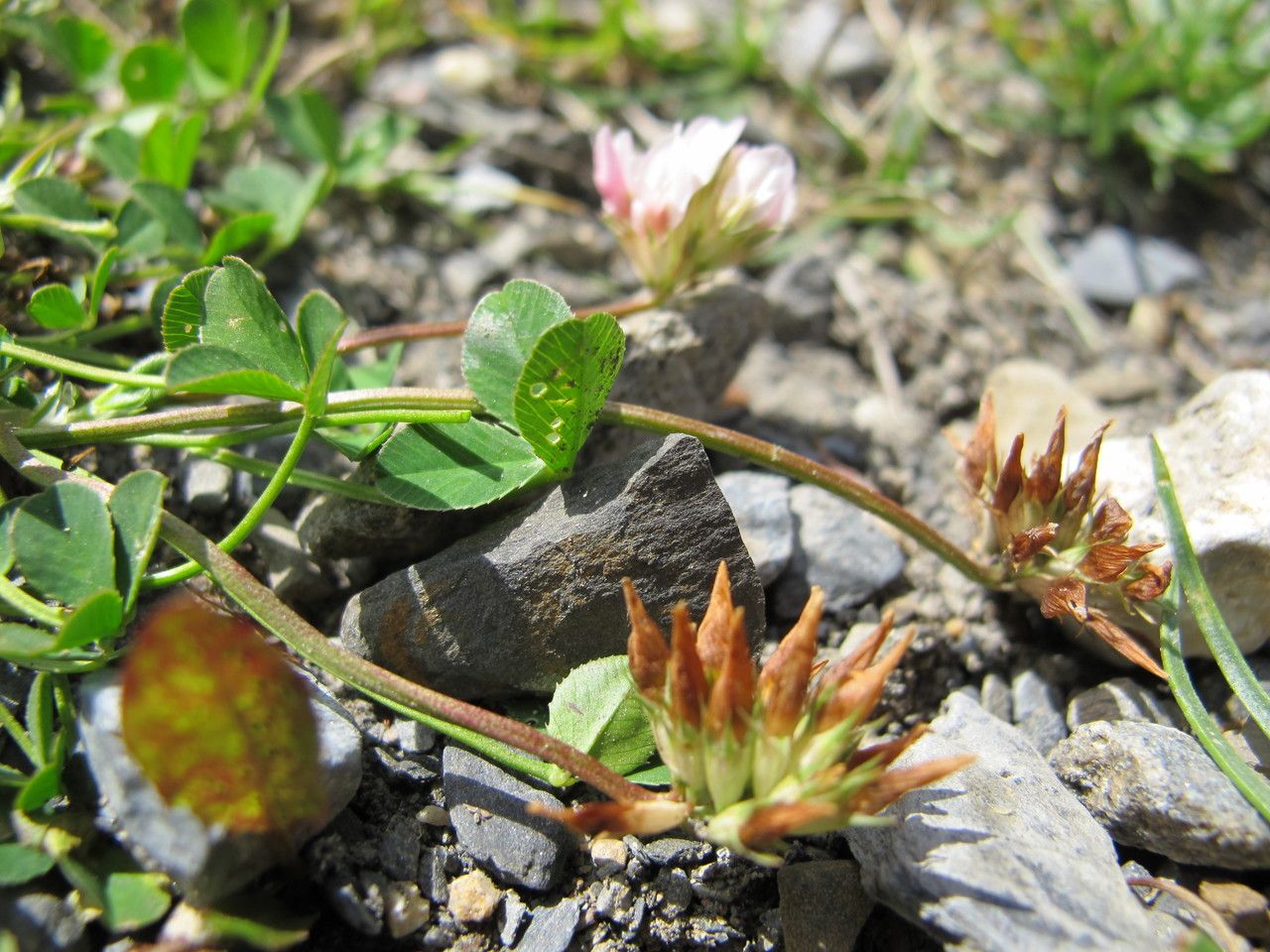 Trifolium thalii fruit