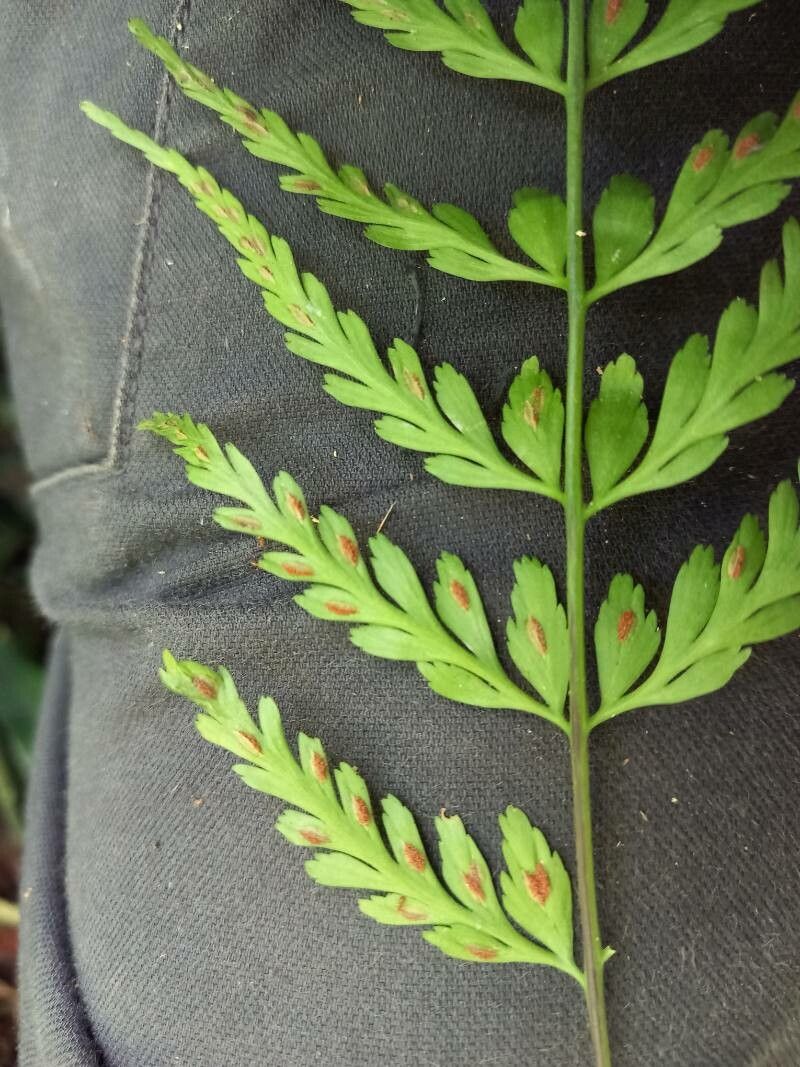 Asplenium cuspidatum leaf