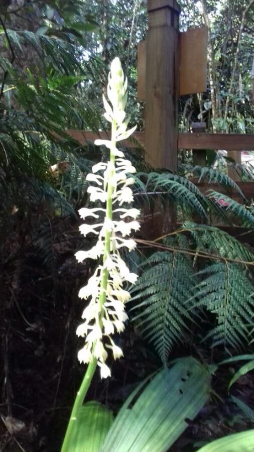 Calanthe balansae — related species from the same genus