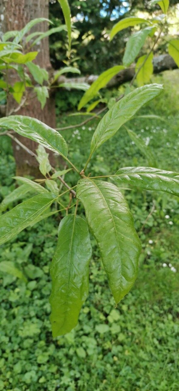 Quercus × leana — houseplant care guide