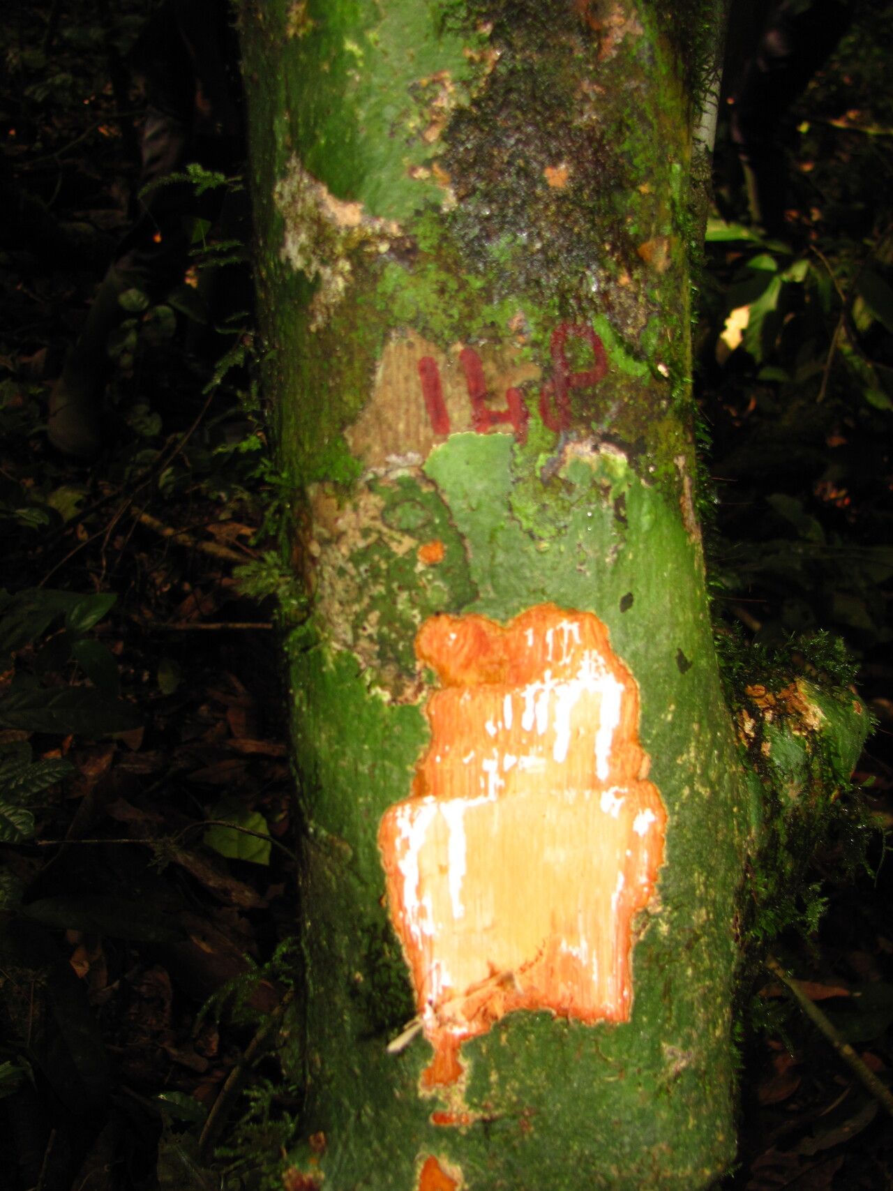 Englerophytum sylverianum — houseplant care guide