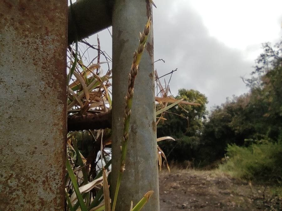 Stenotaphrum dimidiatum flower