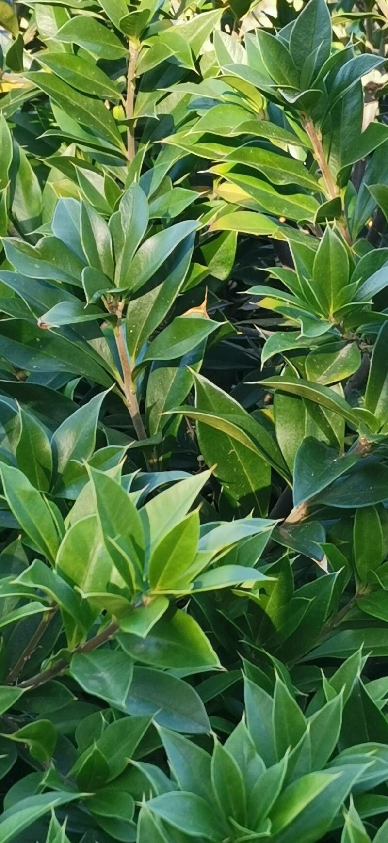 Jacquinia berteroi leaf