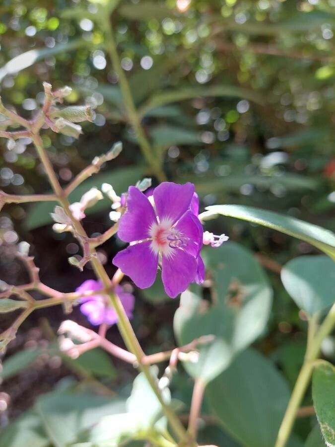 Pleroma heteromallum flower
