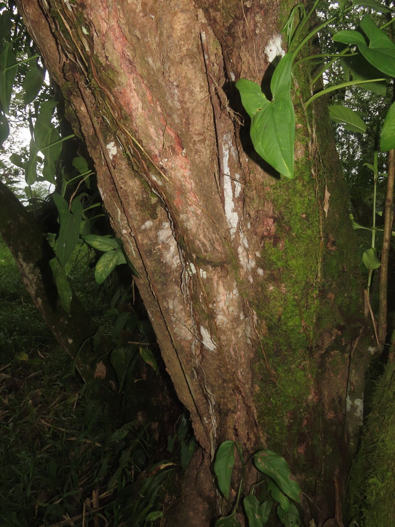 Morinda panamensis bark