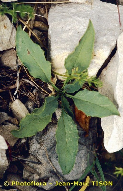 Hieracium chaixianum habit