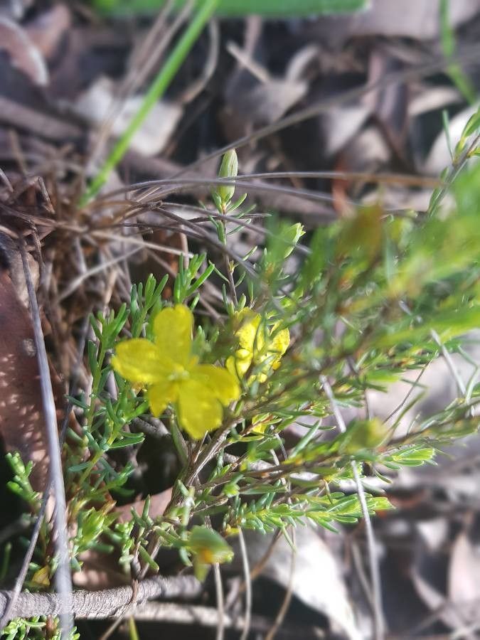 Cistus libanotis leaf
