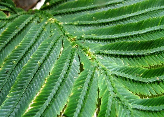Selaginella bombycina leaf
