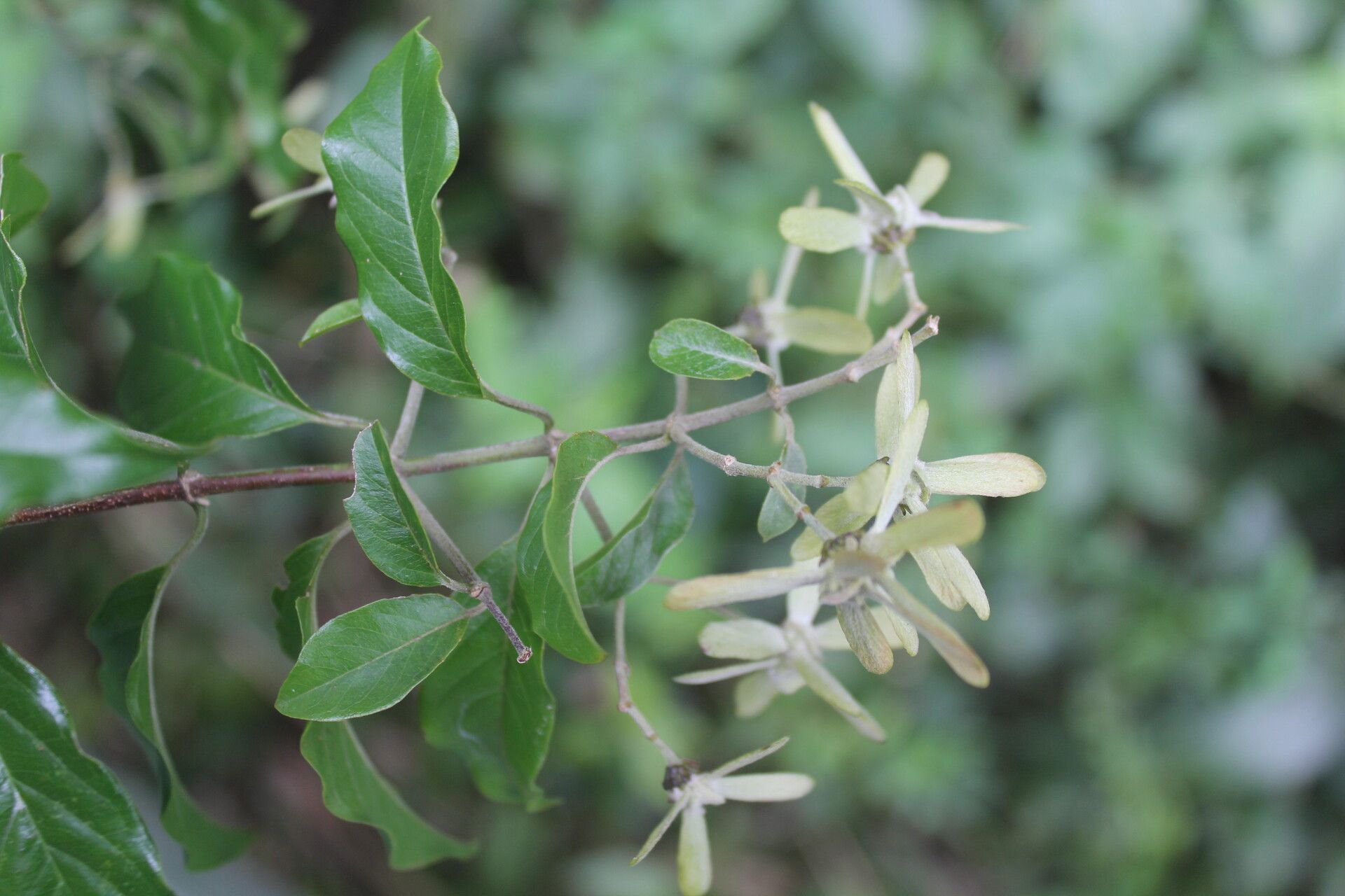 Tetrapterys schiedeana flower