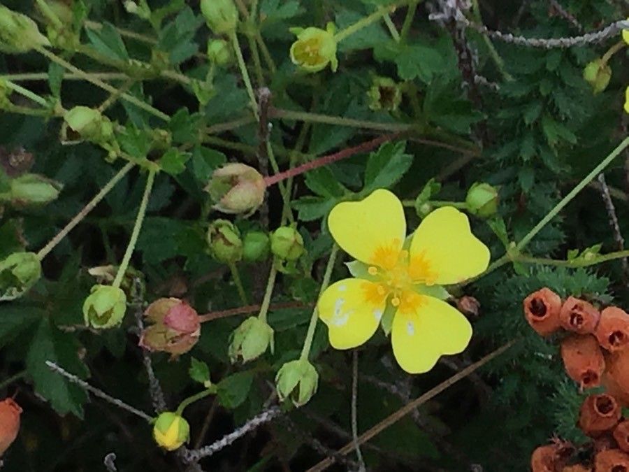 Potentilla erecta flower