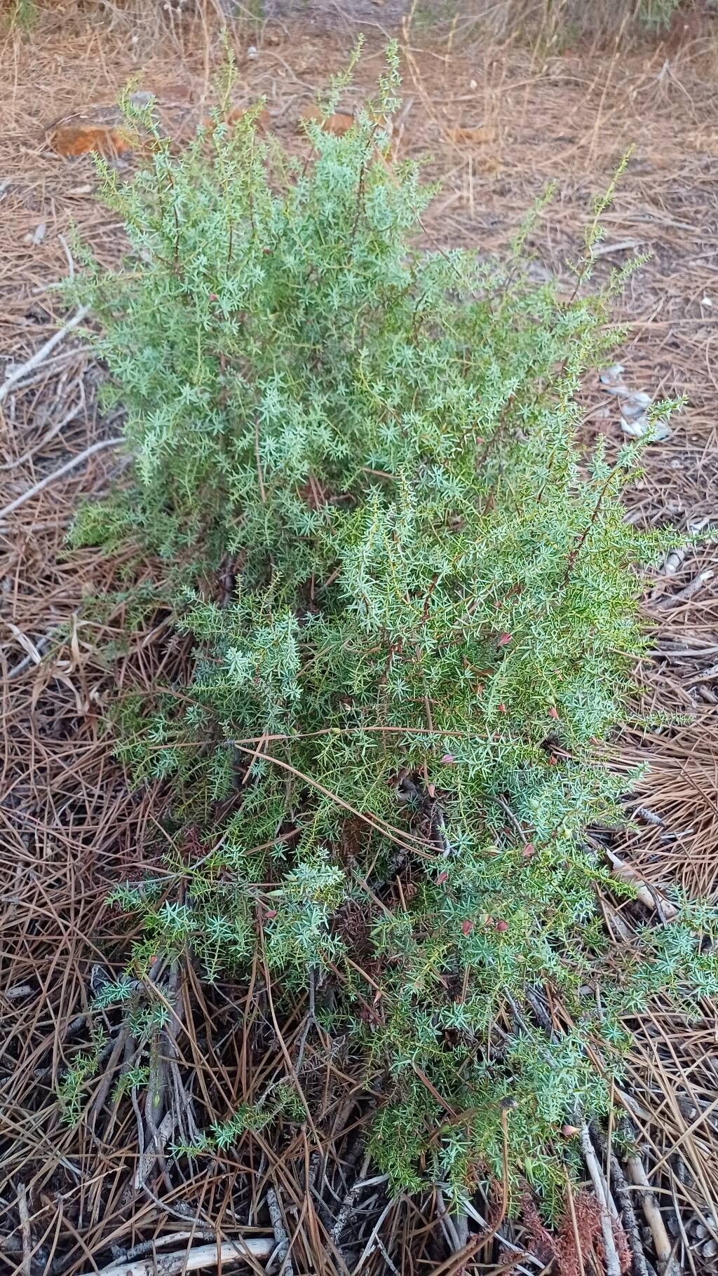 Juniperus navicularis — search result for 'Israel'