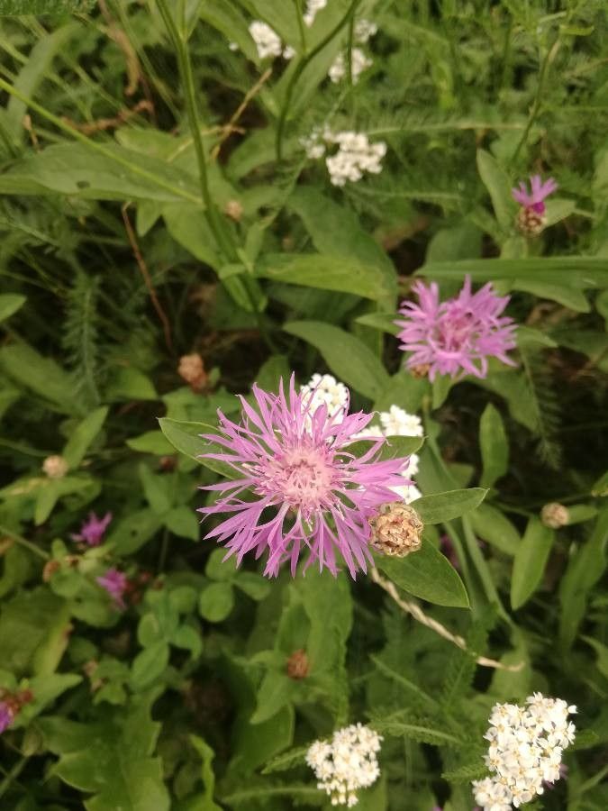 Centaurea haynaldii — houseplant care guide