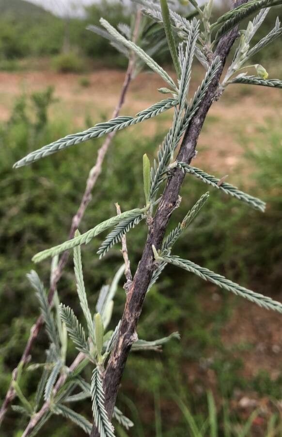 Sesbania sesban leaf